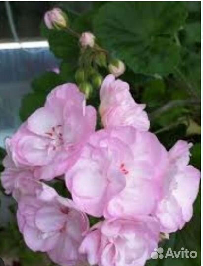 Пеларгония герань сортовая