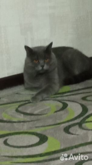 Британские котята