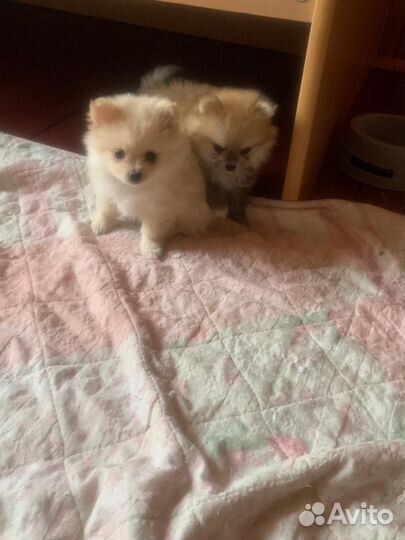 Померанский шпиц