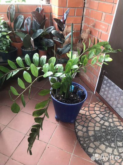 Замиокулькас