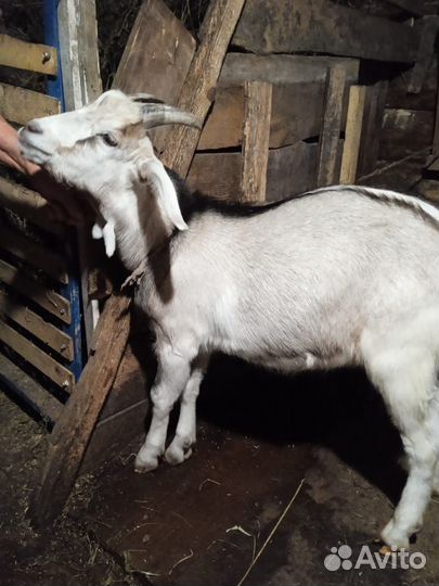 Коза и козел