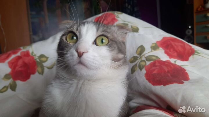 Коты для вязки