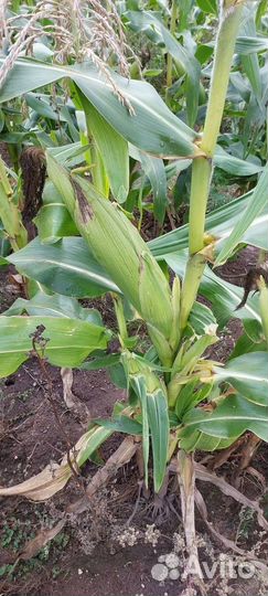 Семена сладкой кукурузы бондюэль