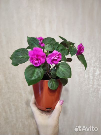 Бальзамин махровый