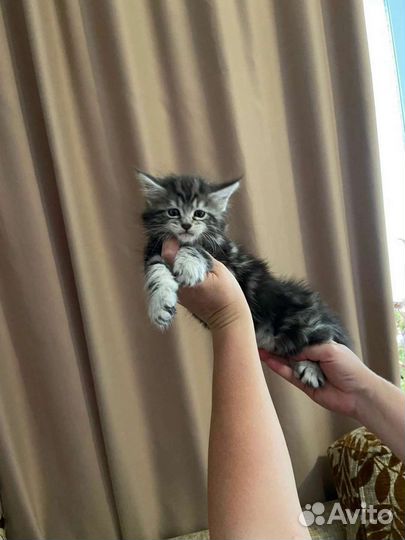 Три Богатыря Мейкуньчиков и лапочка черепашка