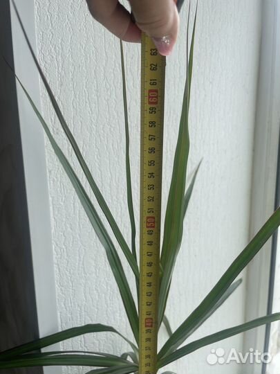 Пальма драцена