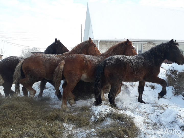 Мясо конина