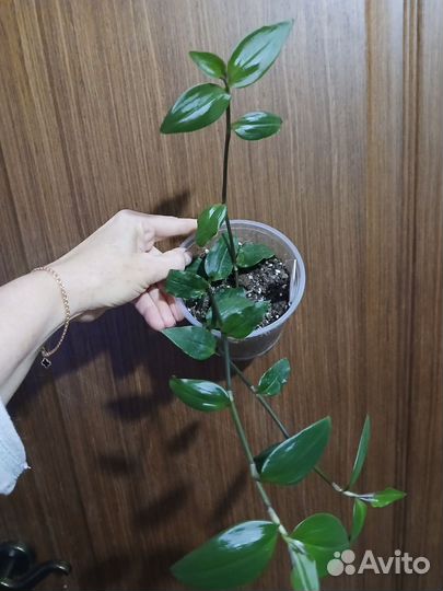 Традесканция