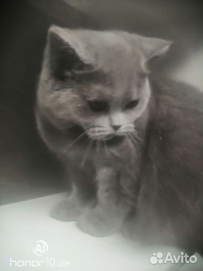 Молодая кошечка