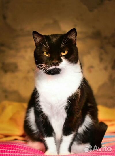 Кошка в добрые руки