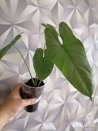 Алоказии разные