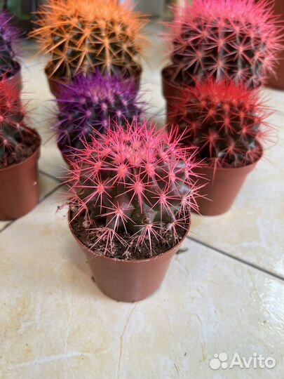 Эхинокактус грузони