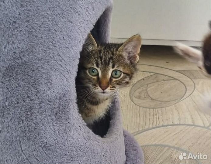 Тигруша - котенок-мальчик табби в хорошие руки