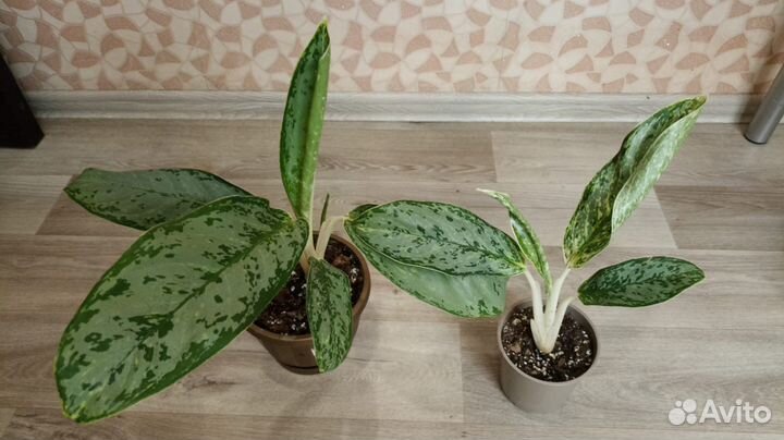 Аглаонемы часть 1