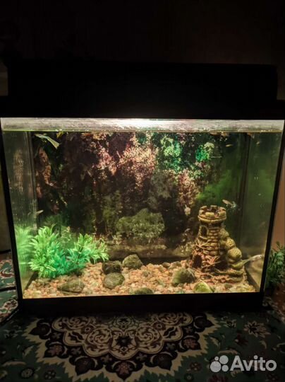 Аквариум с рыбками и подсветкой