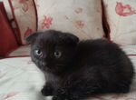 Черный котенок вислоухий 1 месяц, девочка