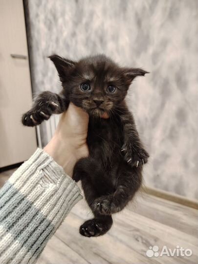 Котята мейн-кун метис