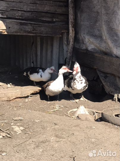 Гуси,индоутки