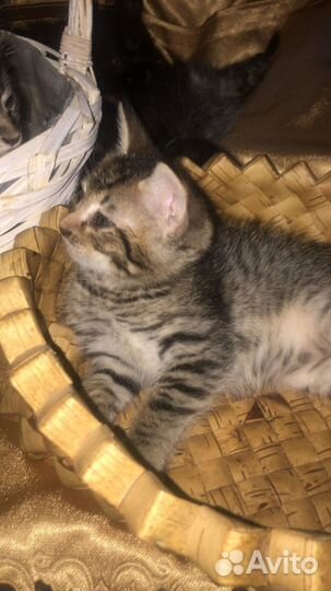 Отдают котят