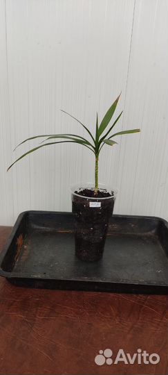 Драцена маргината