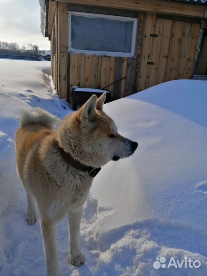 Кобель для вязки