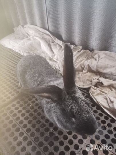 Кролики мясных пород великаны