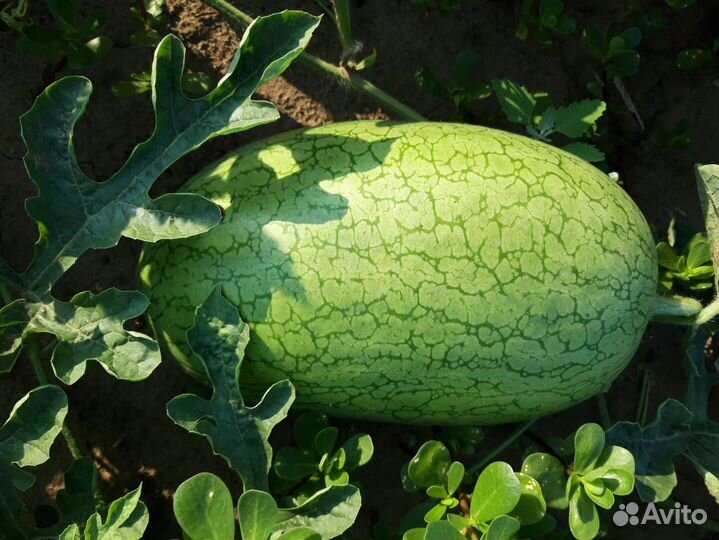 Продаю арбуз оптом