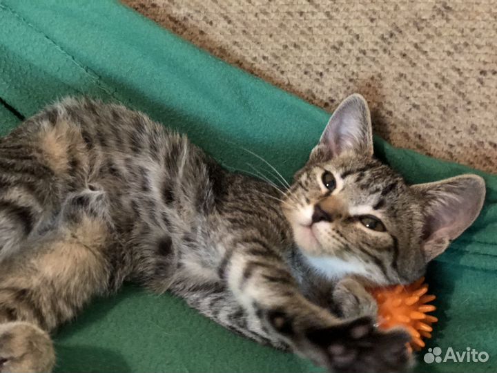 Кошка в добрые руки