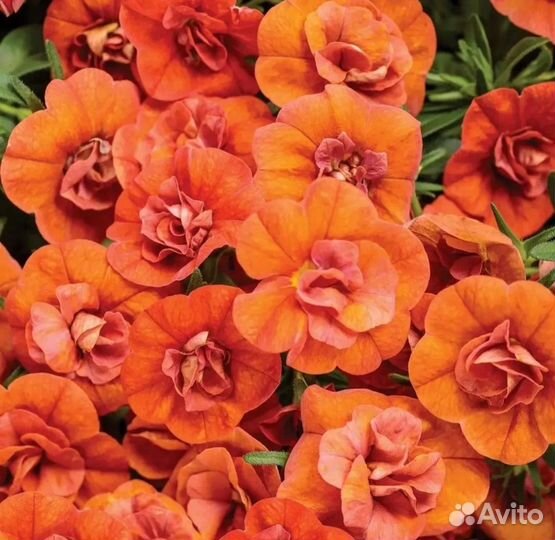 Калибрахоа