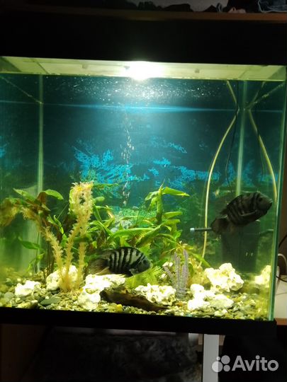 Аквариум