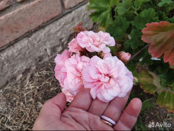 Пеларгония Леона Галактика