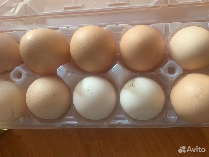 Домашние куриные яйца