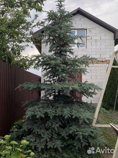 Голубая ель 4.5 м