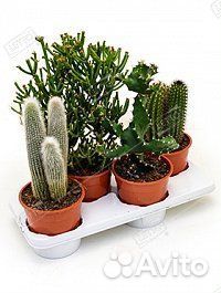 Кактус микс Cactus mix 24/17