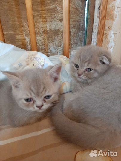 Шотландские котята