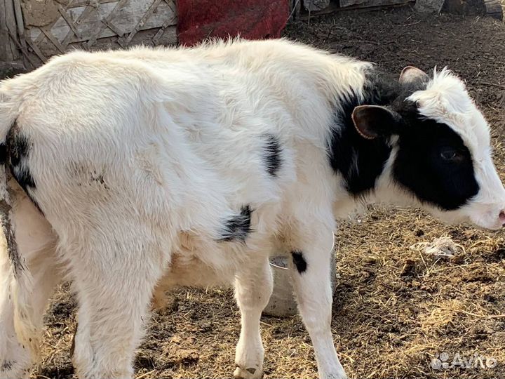 Овцы бараны,бык