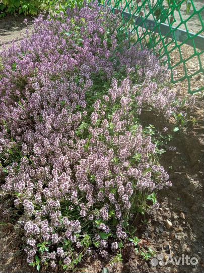 Тимьян или чабрец, саженец, пряность