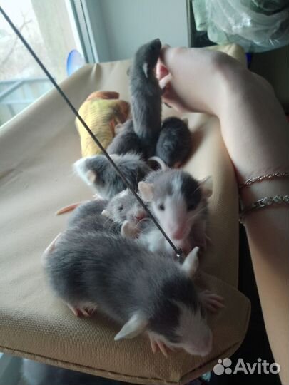 Крыса (крысята) дамбо