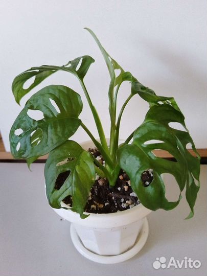 Монстера манки маск