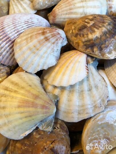 Набор крупных, морских, плоских ракушек Гребешок