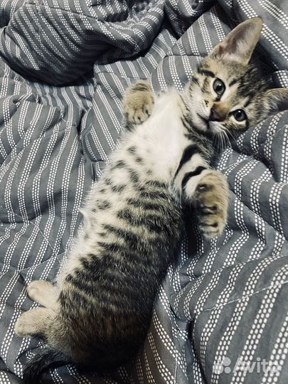 Котики 1,5 месяца