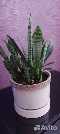 Сансевиерия