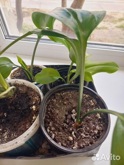 Эухарис амазонская лилия