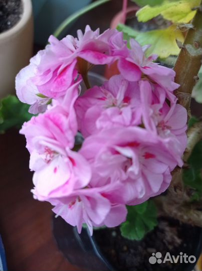 Комнатные цветы