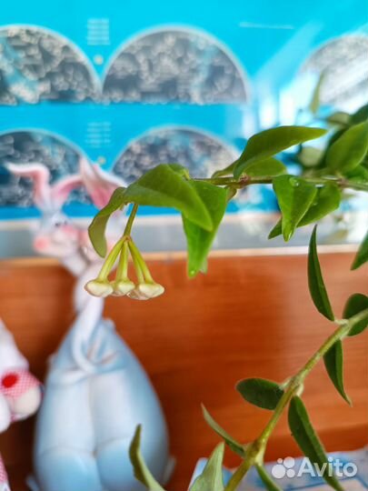 Хойя Белла прекрасная