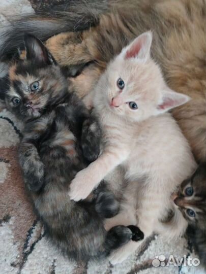 Котята в добрые руки