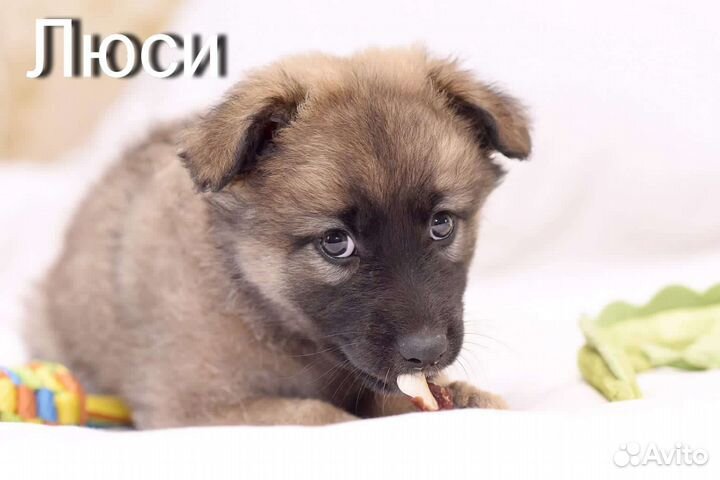 Щенки в добрые руки бесплатно