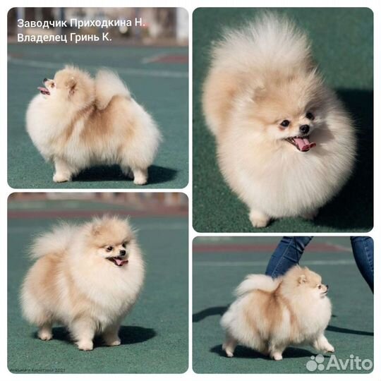 Услуги породного груминга