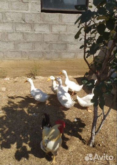 Мускусные утки