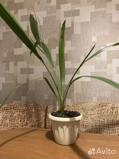 Финиковая пальма